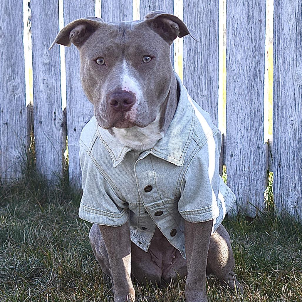 Enlarge Tequila, a Adoptable Pit Bull Terrier in West Richland, WA image 5/6