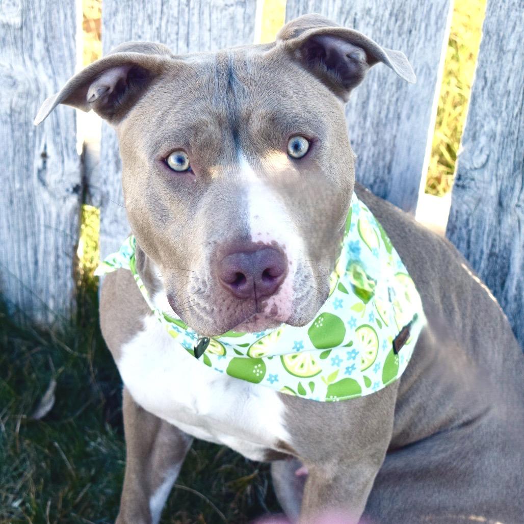 Enlarge Tequila, a Adoptable Pit Bull Terrier in West Richland, WA image 6/6