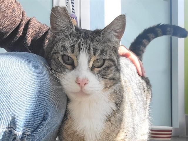 Enlarge KLEEN KANTEEN, a Adoptable Domestic Short Hair in Palo Alto, CA image 1/1