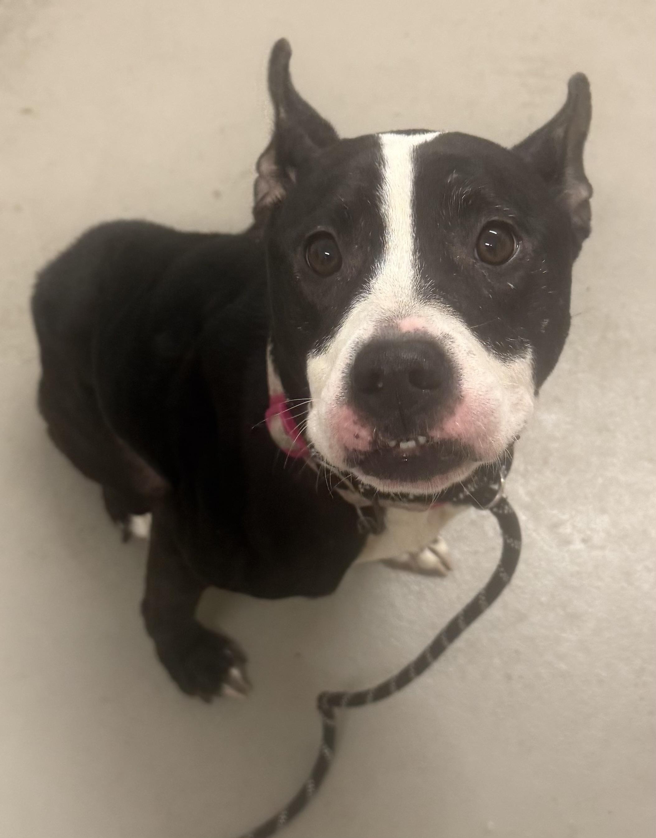 Enlarge Firecracker AVAILABLE, a ADOPTABLE American Staffordshire Terrier in Canton, OH image 3/6