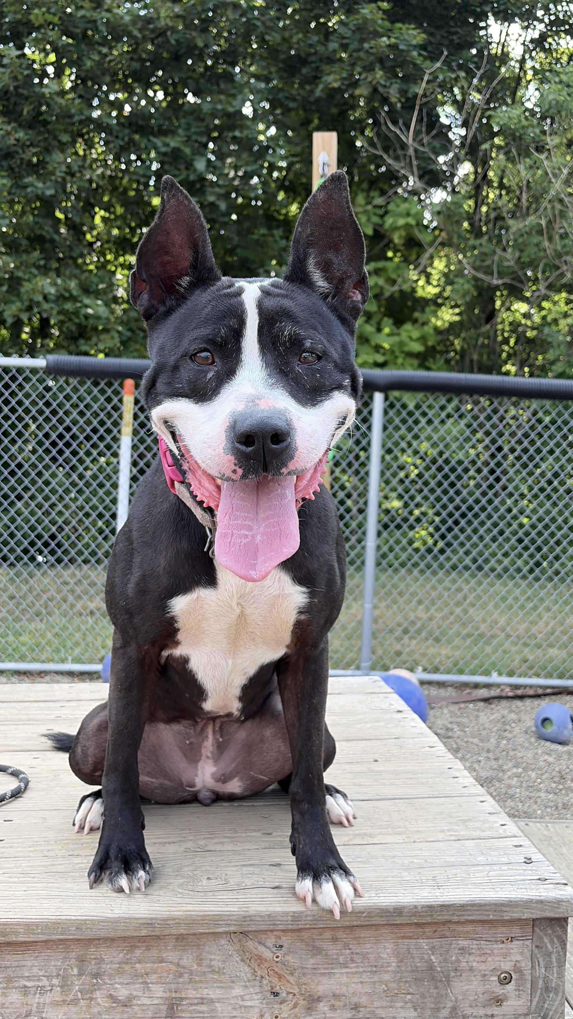 Enlarge Firecracker AVAILABLE, a ADOPTABLE American Staffordshire Terrier in Canton, OH image 1/6