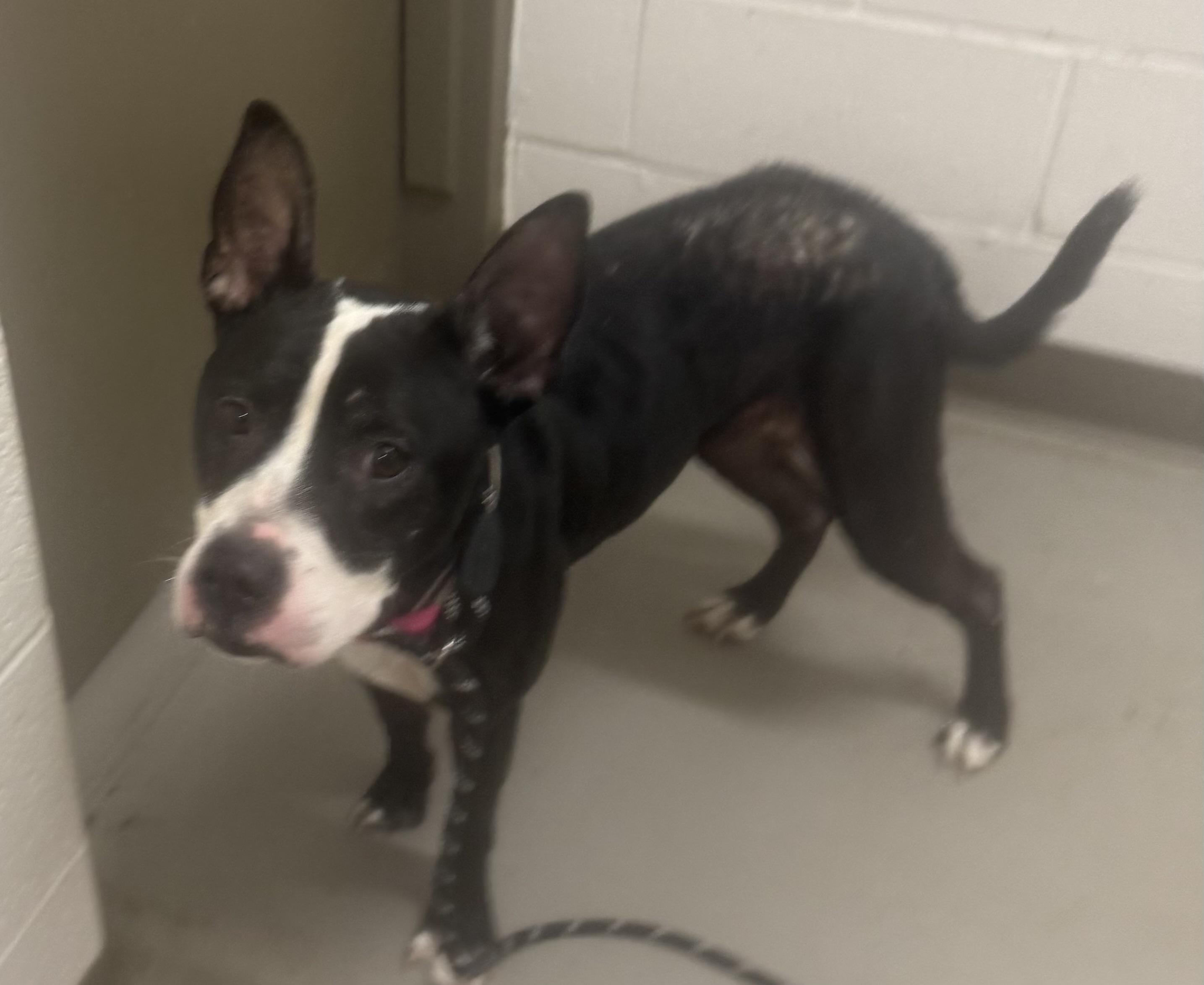 Enlarge Firecracker AVAILABLE, a ADOPTABLE American Staffordshire Terrier in Canton, OH image 4/6