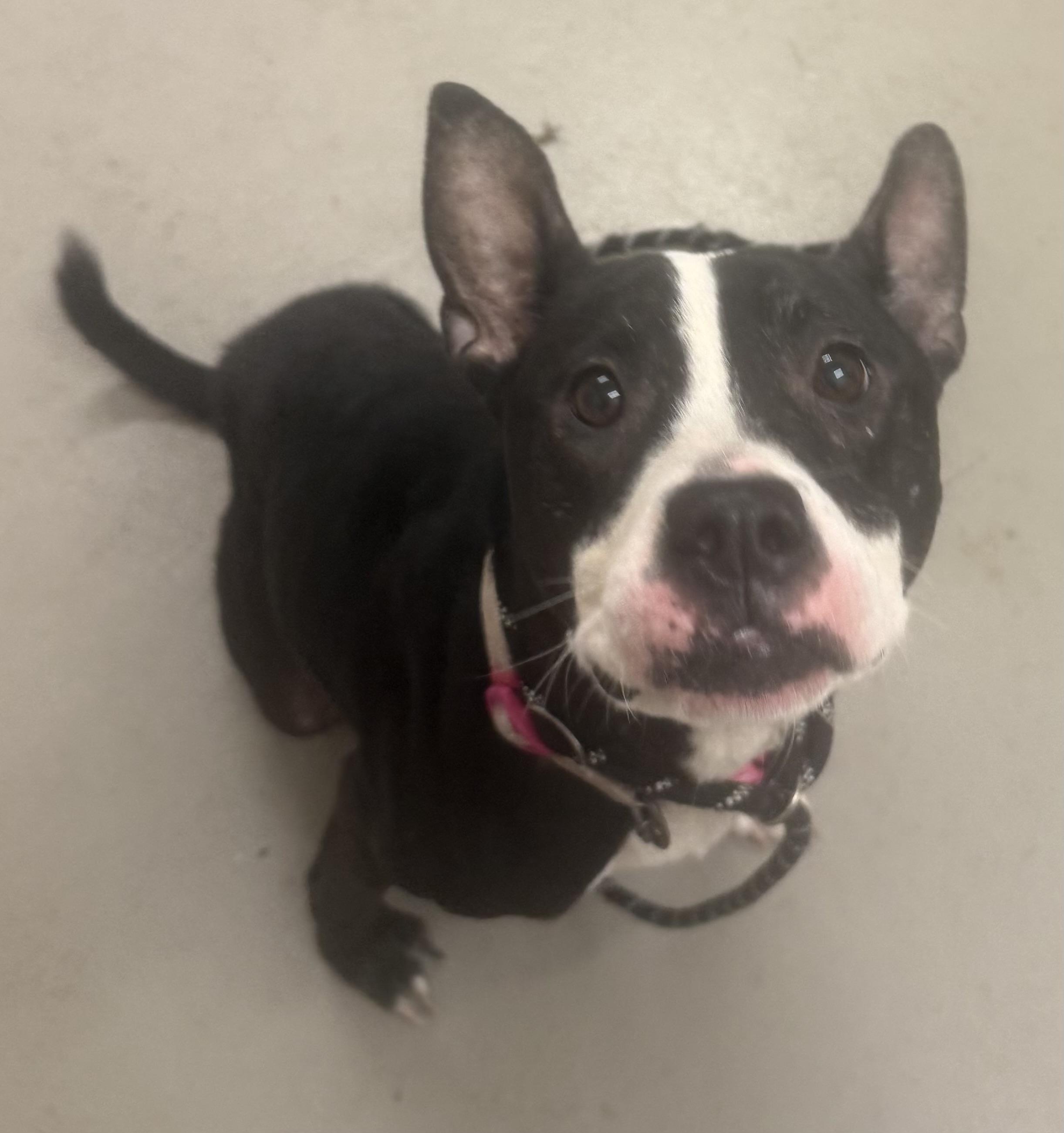 Enlarge Firecracker AVAILABLE, a ADOPTABLE American Staffordshire Terrier in Canton, OH image 2/6
