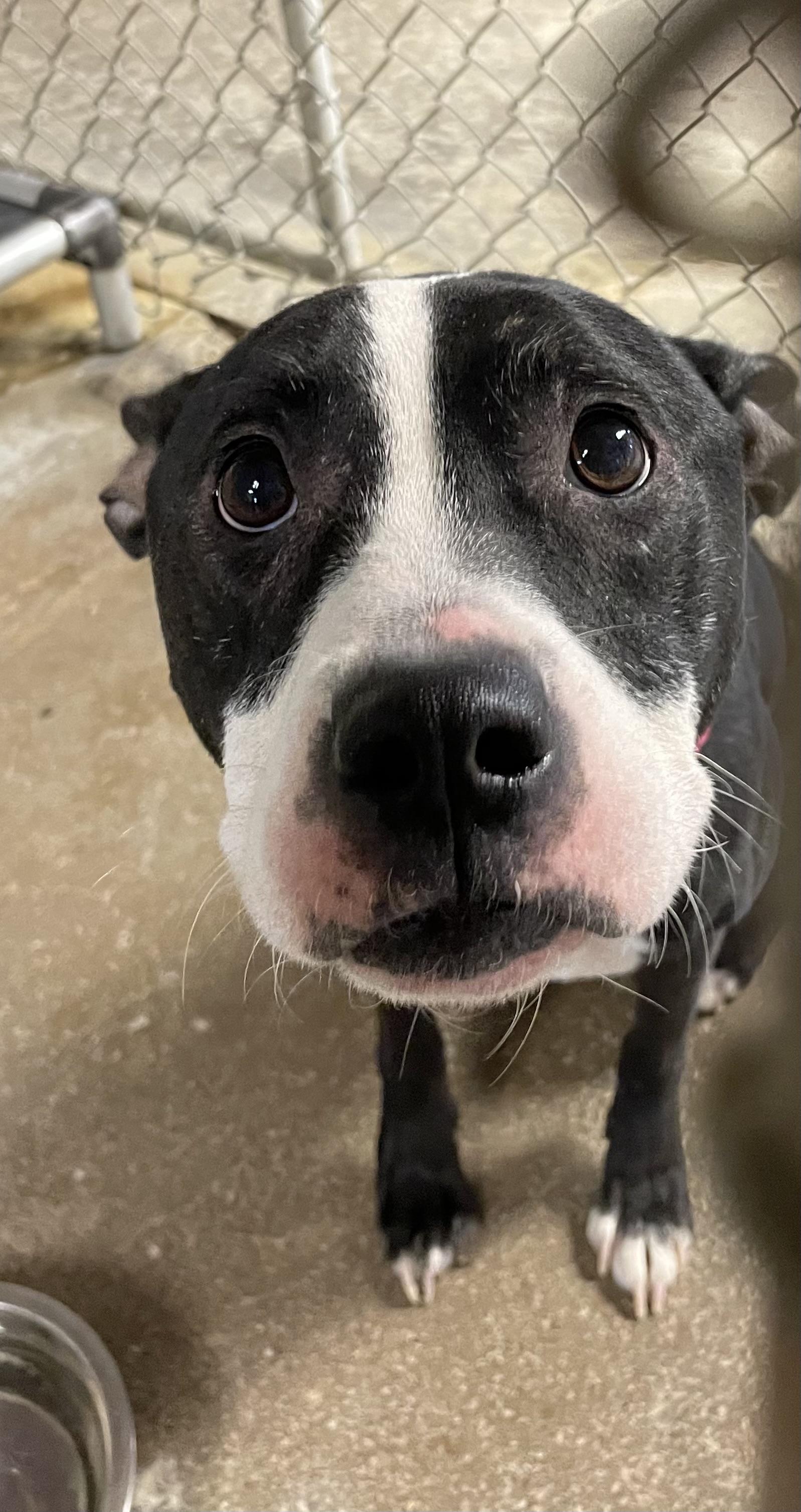 Enlarge Firecracker AVAILABLE, a ADOPTABLE American Staffordshire Terrier in Canton, OH image 6/6