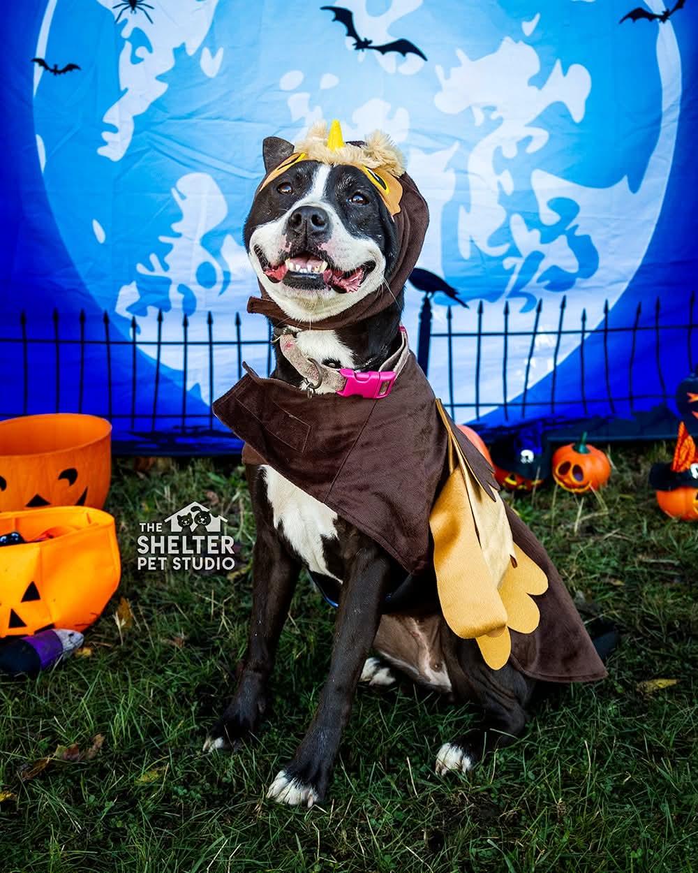 Enlarge Firecracker AVAILABLE, a Adoptable American Staffordshire Terrier in Canton, OH image 1/6