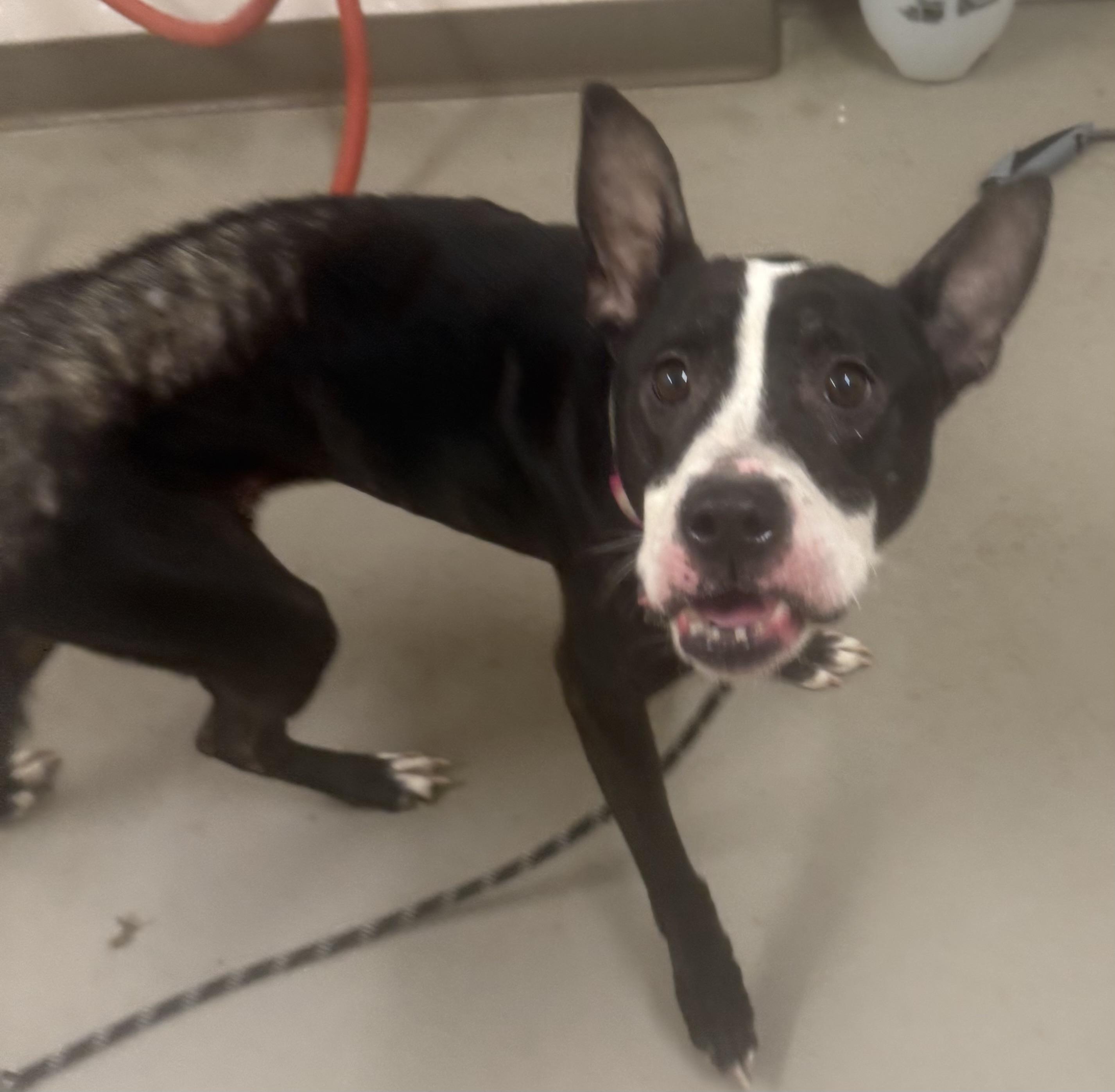 Enlarge Firecracker AVAILABLE, a ADOPTABLE American Staffordshire Terrier in Canton, OH image 5/6