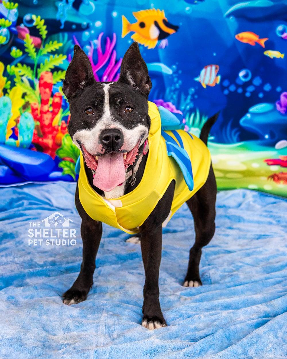 Firecracker AVAILABLE, ADOPTABLE, Young Female American Staffordshire Terrier.