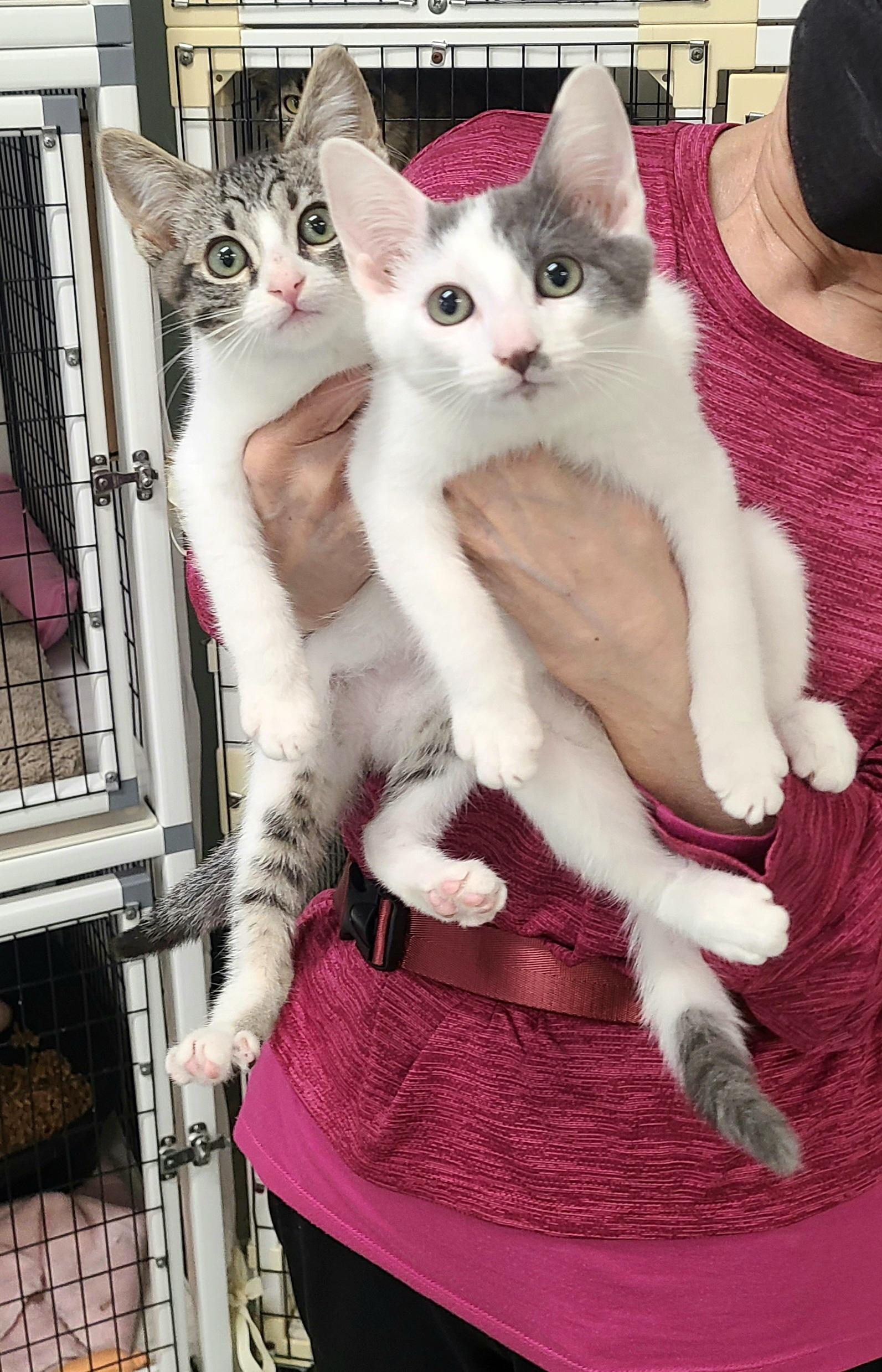 Dayton & Dover, ADOPTABLE, Kitten Male Domestic Short Hair.