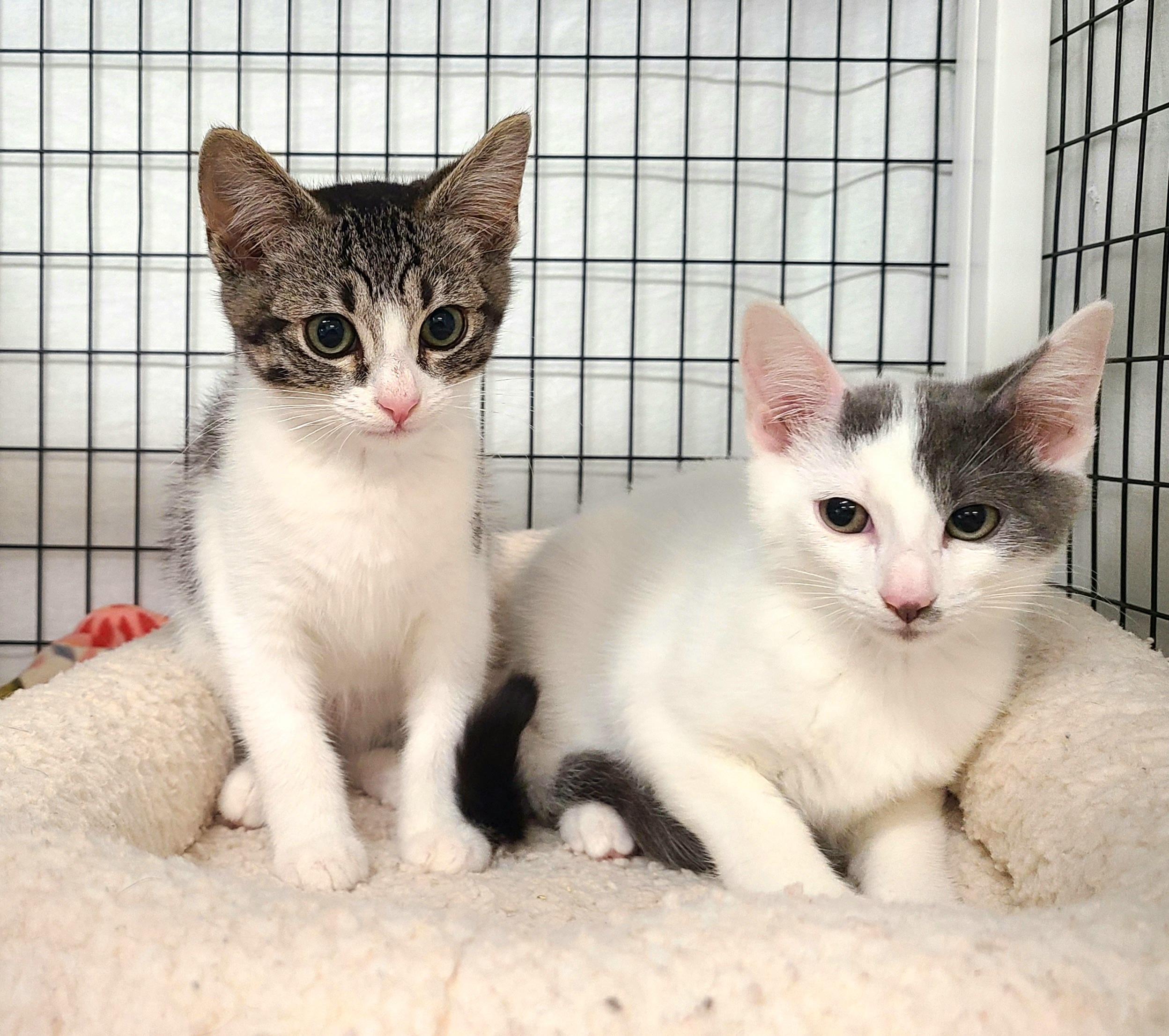 Enlarge Dayton & Dover, a ADOPTABLE Domestic Short Hair in Kirkland, WA image 2/2