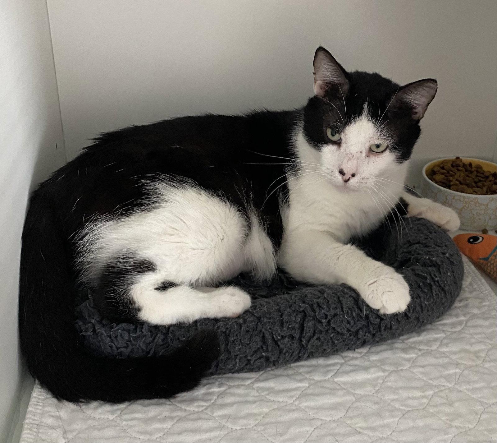 Enlarge King, a Adoptable Domestic Short Hair in Satellite Beach, FL image 1/3