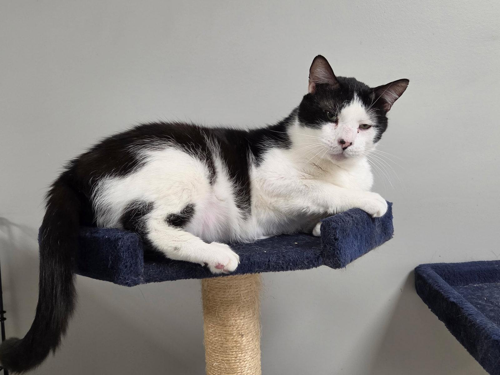 King, Adoptable, Young Male Domestic Short Hair.