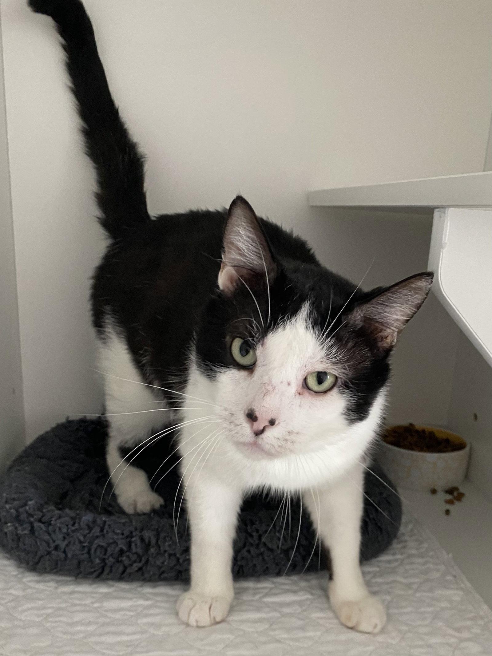 Enlarge King, a Adoptable Domestic Short Hair in Satellite Beach, FL image 3/3