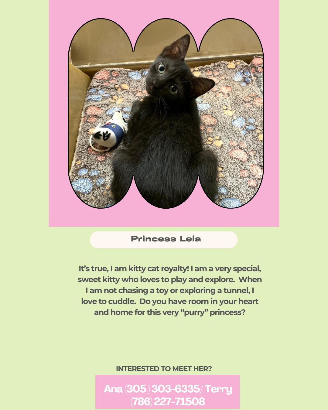 Princess Leia, Adoptable, Young Female Domestic Short Hair.