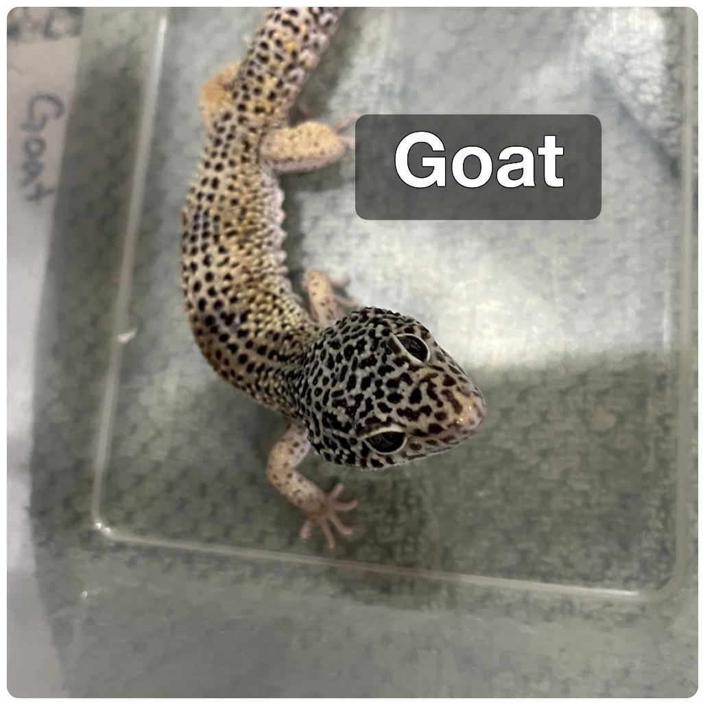Enlarge Goat, a Adoptable Gecko in Westminster, CA image 1/2