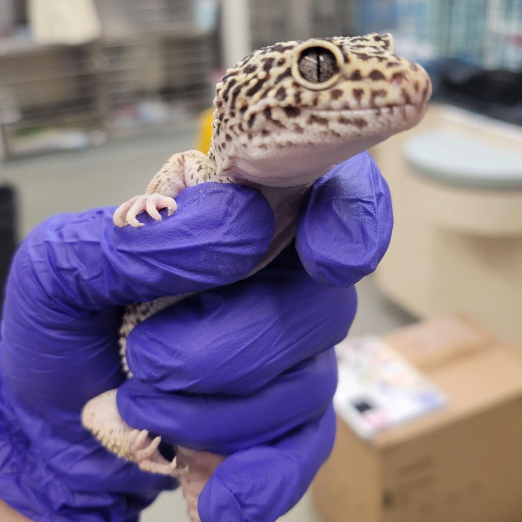 Enlarge Goat, a Adoptable Gecko in Westminster, CA image 2/2