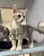 Athena, an adoptable Domestic Short Hair in Eagle, CO image 2/3