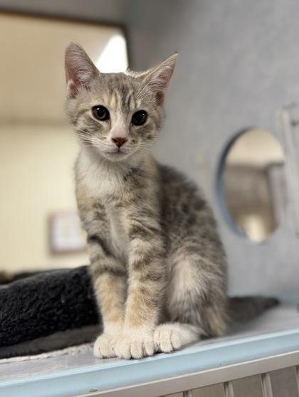 Athena, an adoptable Domestic Short Hair in Eagle, CO image 3/3