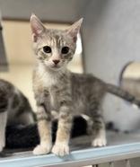 Athena, an adoptable Domestic Short Hair in Eagle, CO image 1/3