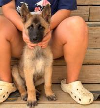 Enlarge Banzai, a Adopted mixed breed in Kalamazoo, MI image 1/1