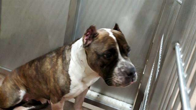 CHIEFTAIN, Adoptable, Adult Female Pit Bull Terrier & Mixed Breed.
