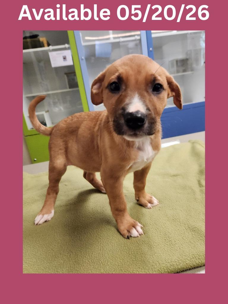 Enlarge Dog Kennel #3, a Adoptable mixed breed in Greenville, TX image 1/1