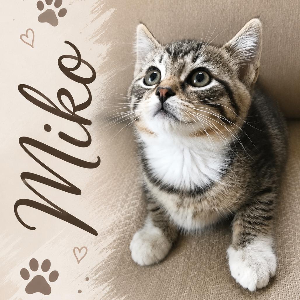 Miko, Adoptable, Kitten Male Domestic Short Hair.