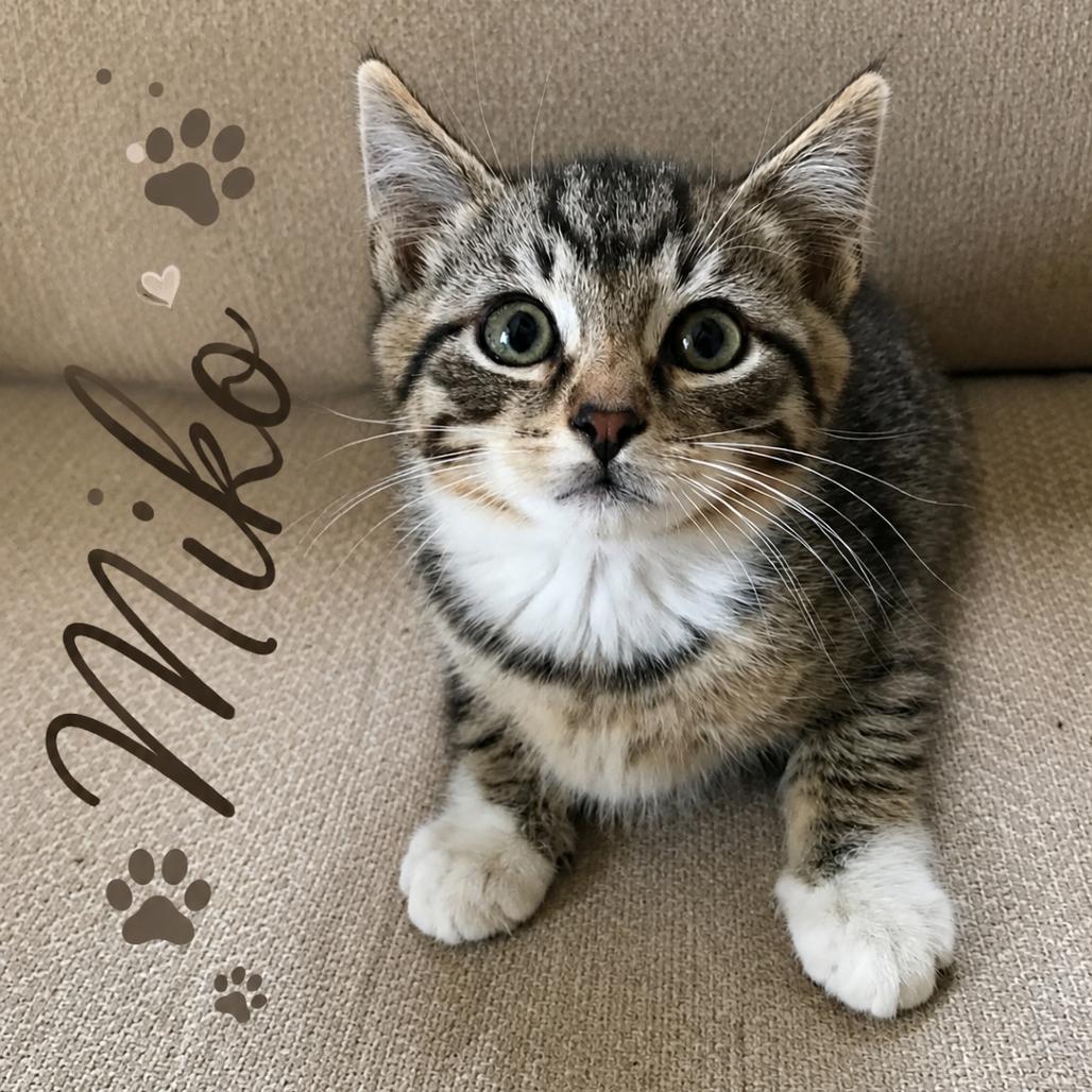 Miko, a Adoptable Domestic Short Hair in Pleasanton, CA image 2/3