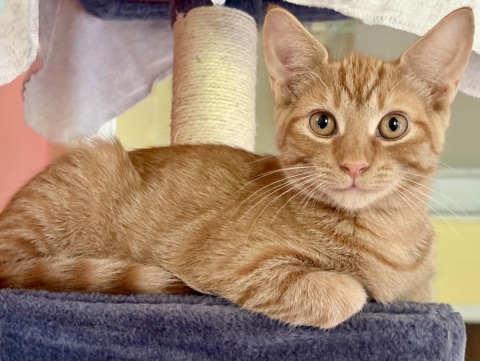 Cricket, a Adoptable Tabby in Flint Hill, VA image 1/3