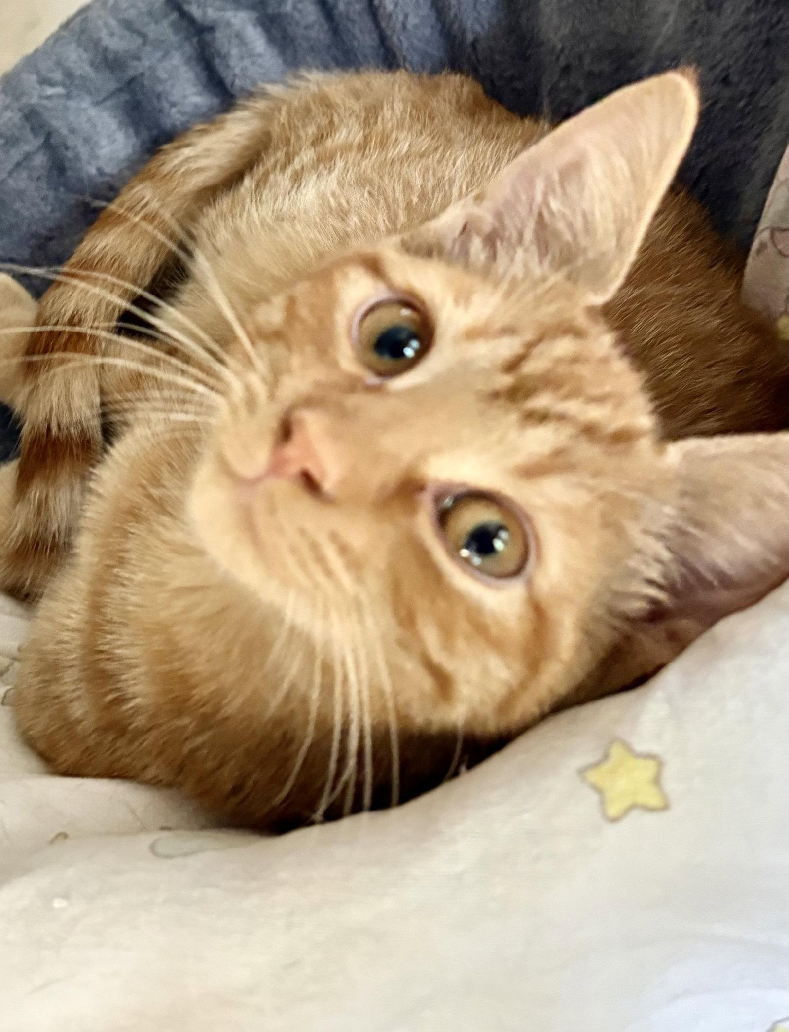 Cricket, a Adoptable Tabby in Flint Hill, VA image 2/3