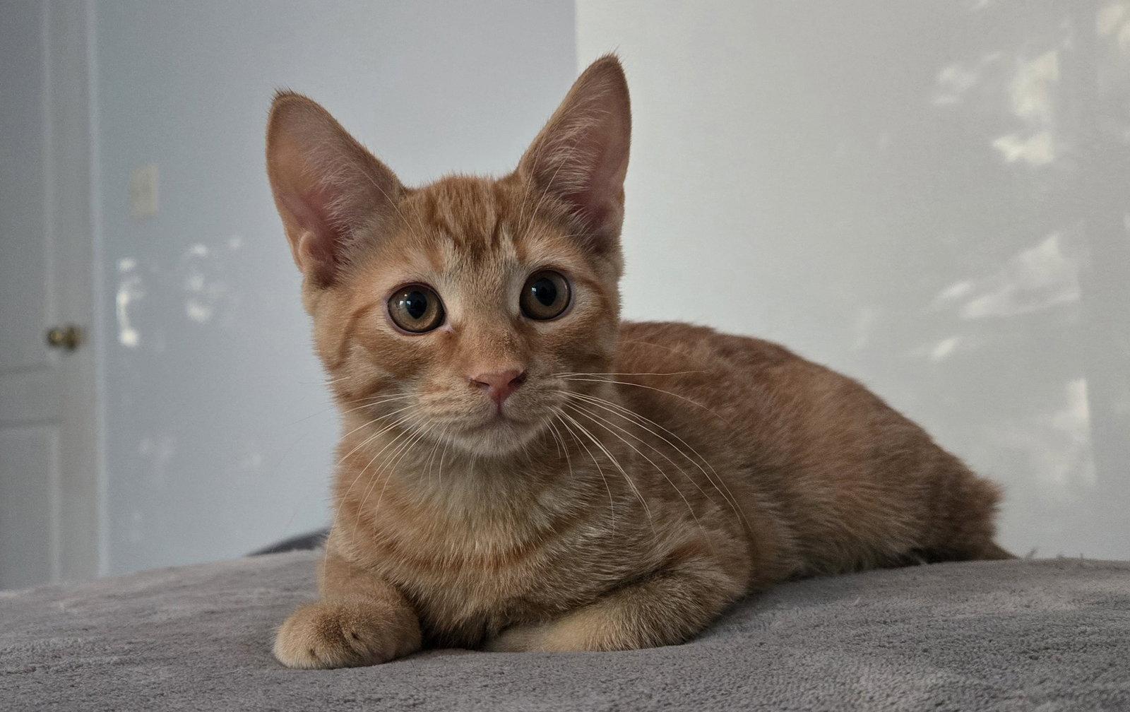 Cricket, a Adoptable Tabby in Flint Hill, VA image 1/3