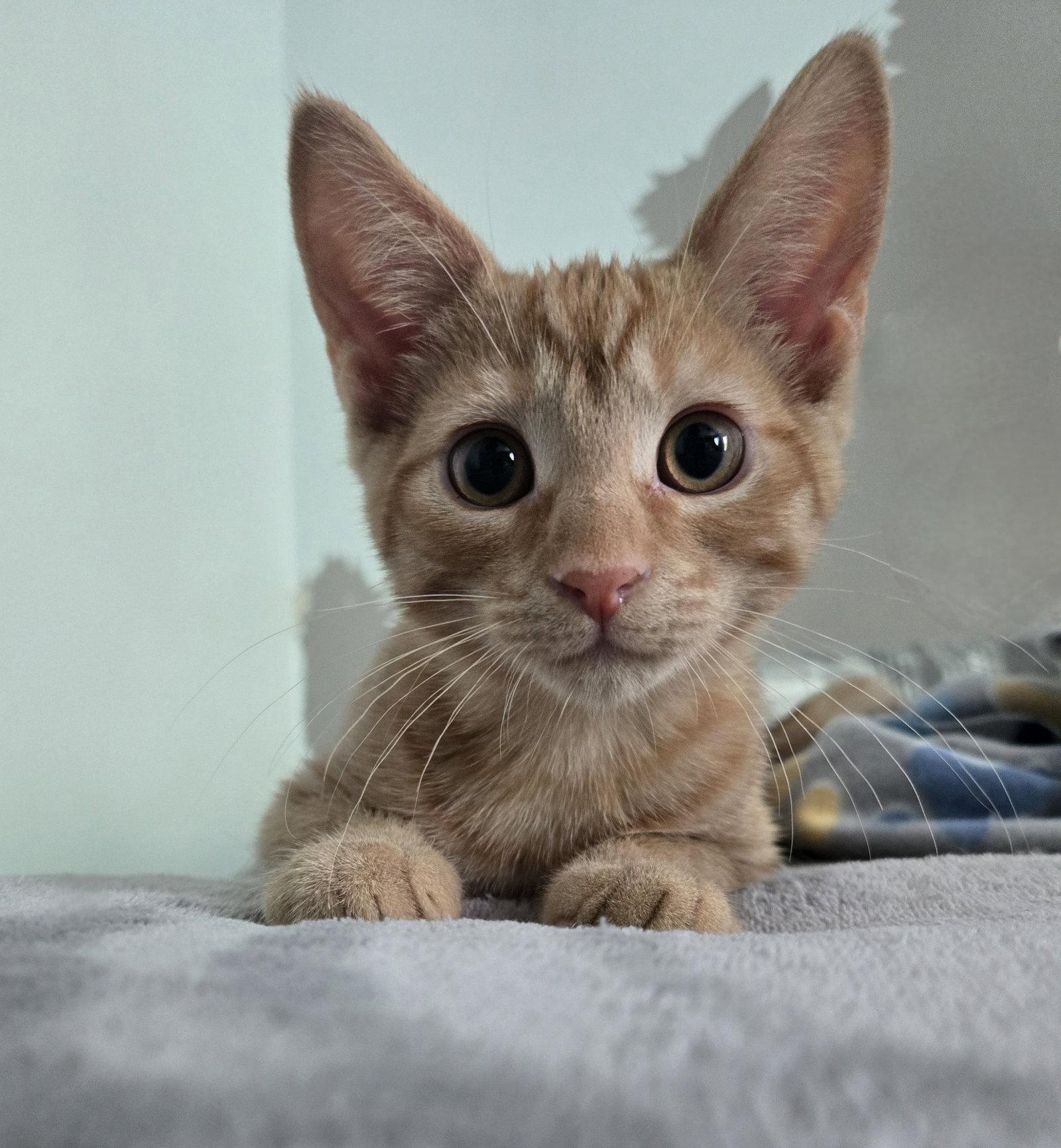 Cricket, a Adoptable Tabby in Flint Hill, VA image 3/3