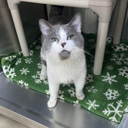 Catrick, Adoptable, Young Male Domestic Short Hair & Domestic Short Hair.