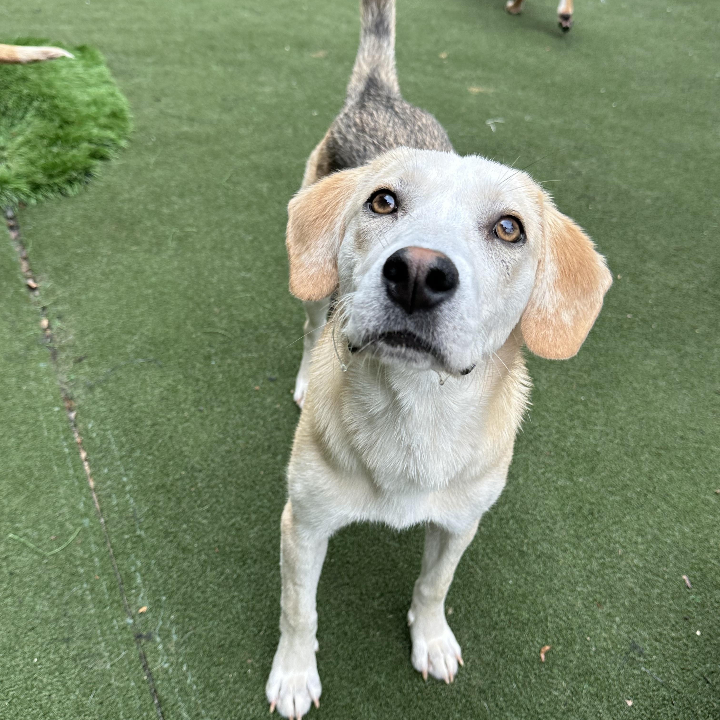 Enlarge Prairie, a ADOPTABLE mixed breed in Charlotte, NC image 1/6