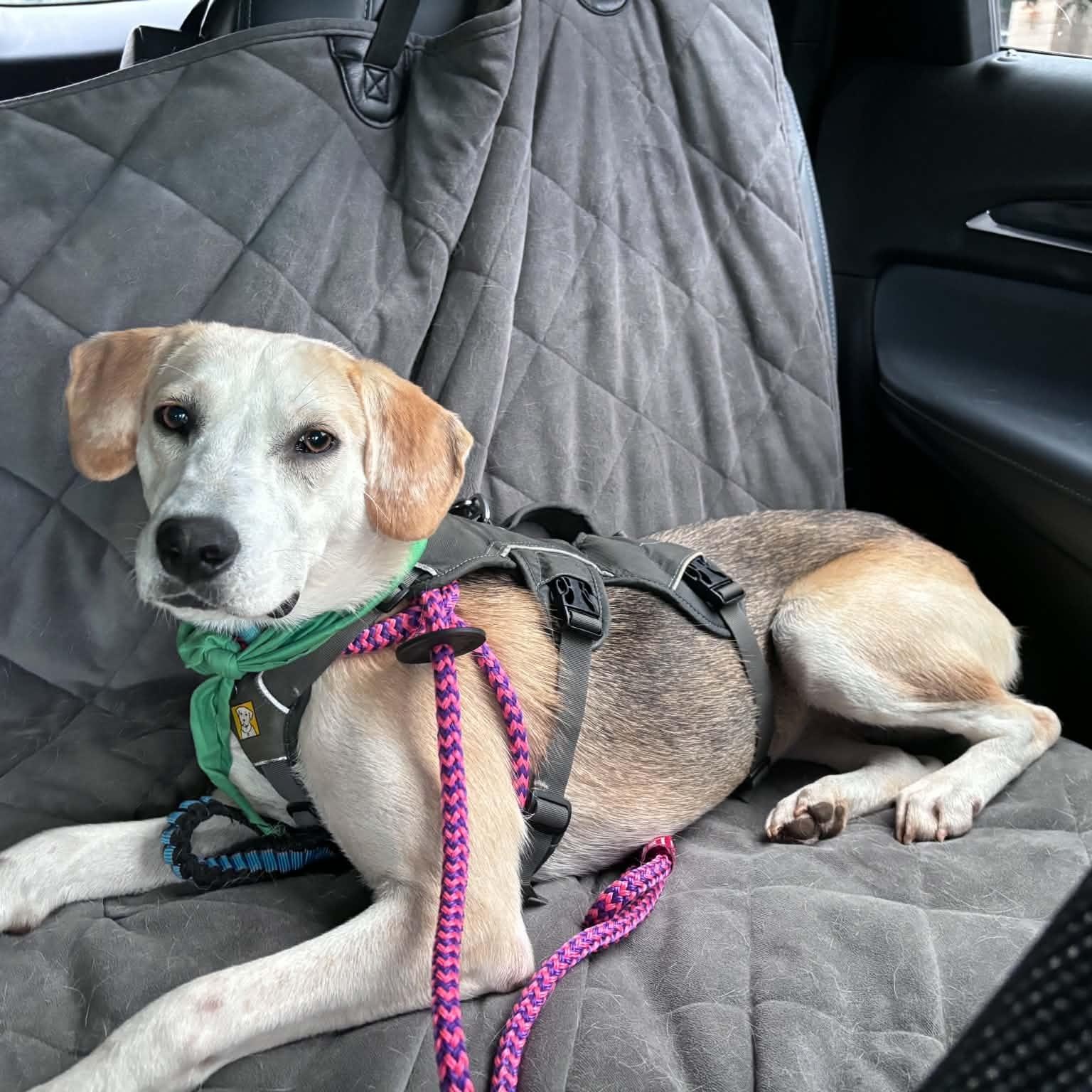 Prairie, a ADOPTABLE mixed breed in Charlotte, NC image 5/6