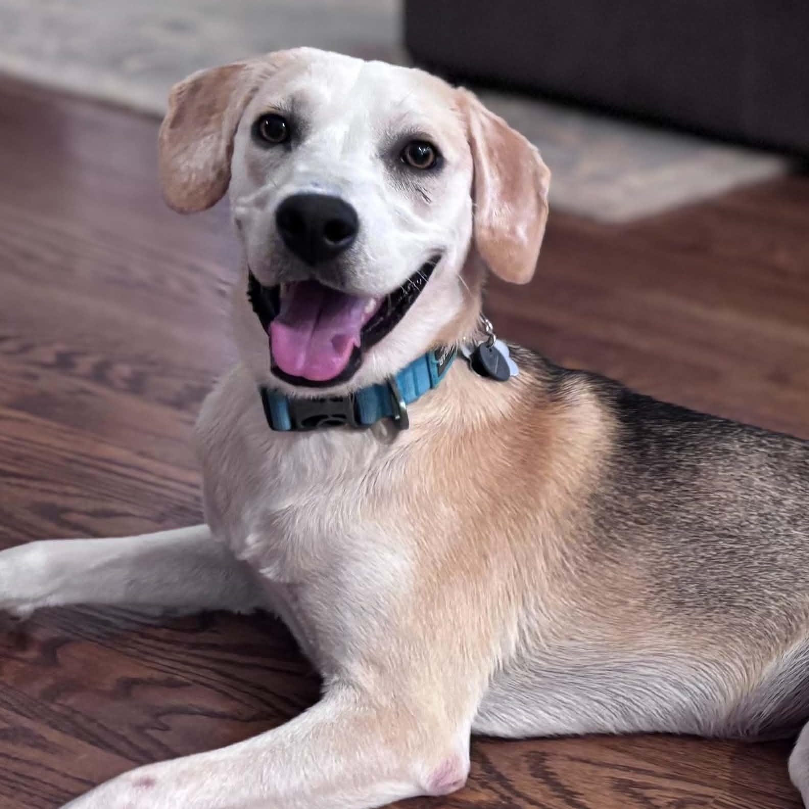 Prairie, ADOPTABLE, Young Female Beagle.