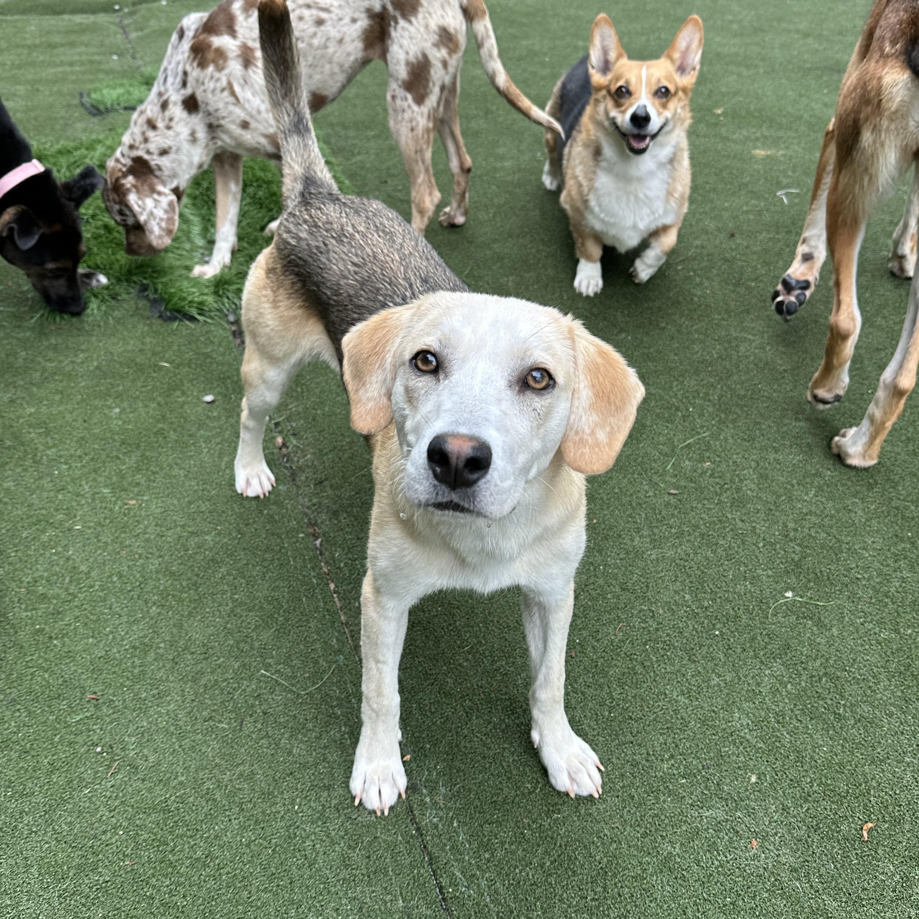 Enlarge Prairie, a ADOPTABLE mixed breed in Charlotte, NC image 3/6