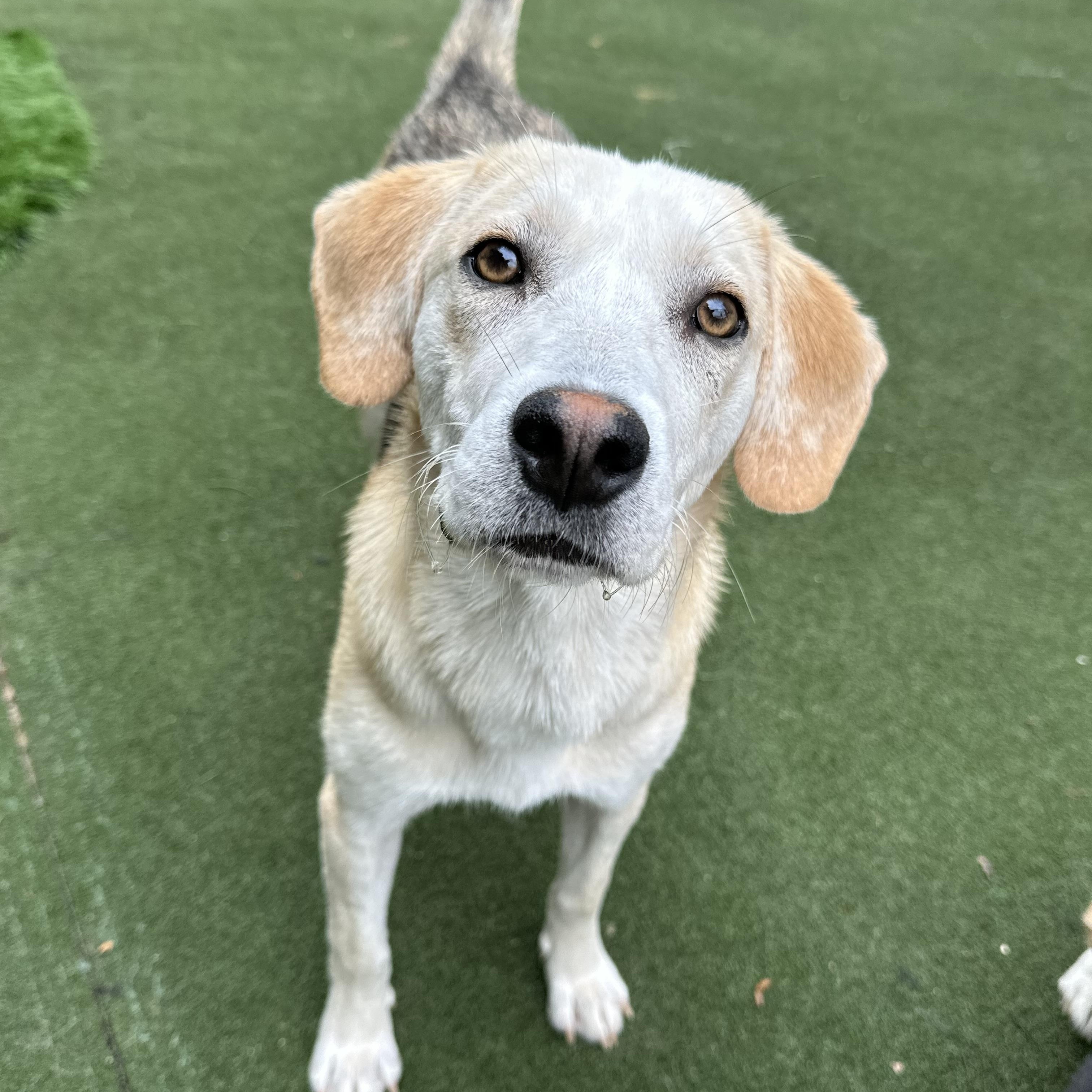 Enlarge Prairie, a ADOPTABLE mixed breed in Charlotte, NC image 2/6