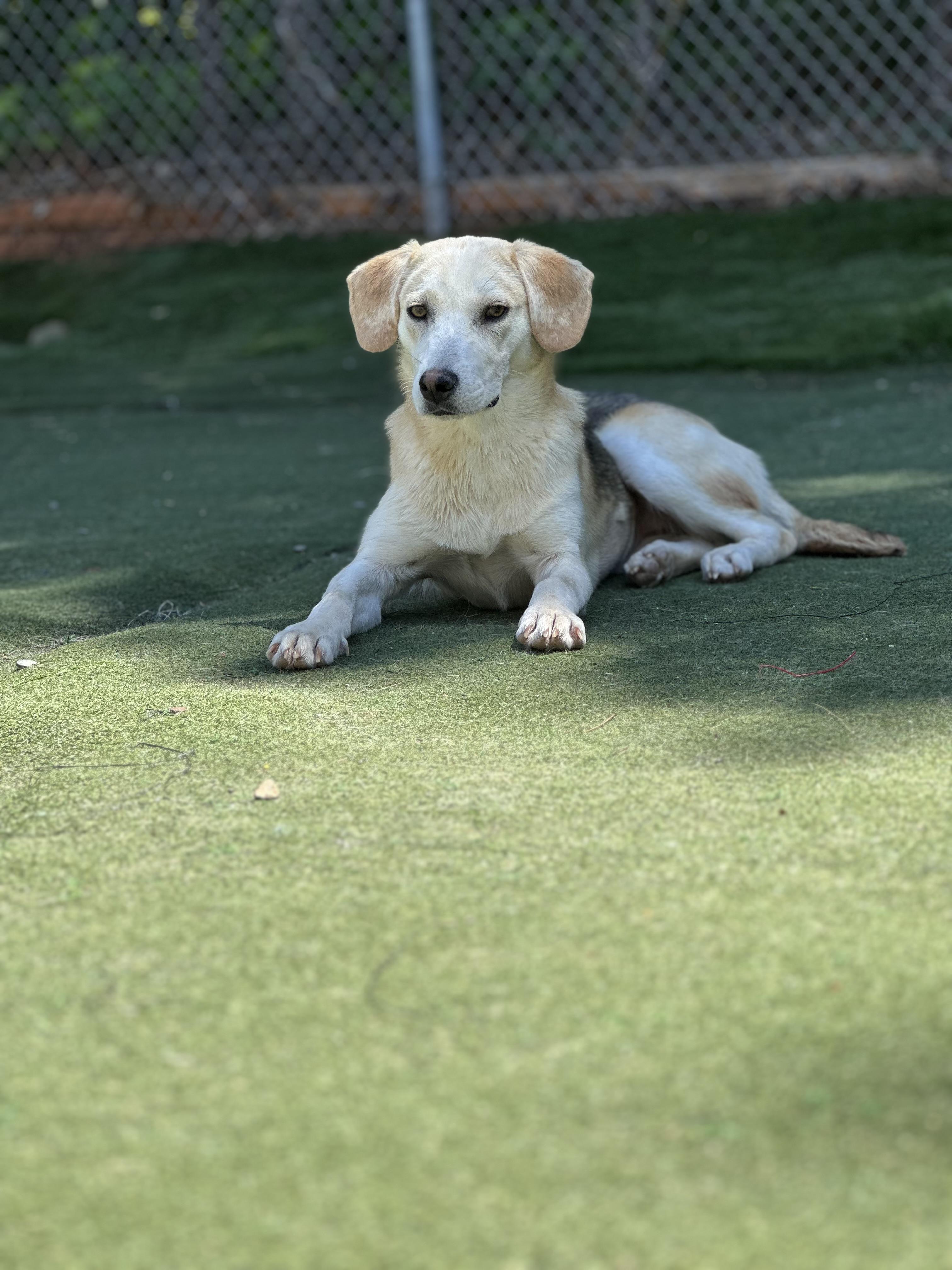 Enlarge Prairie, a ADOPTABLE mixed breed in Charlotte, NC image 5/6