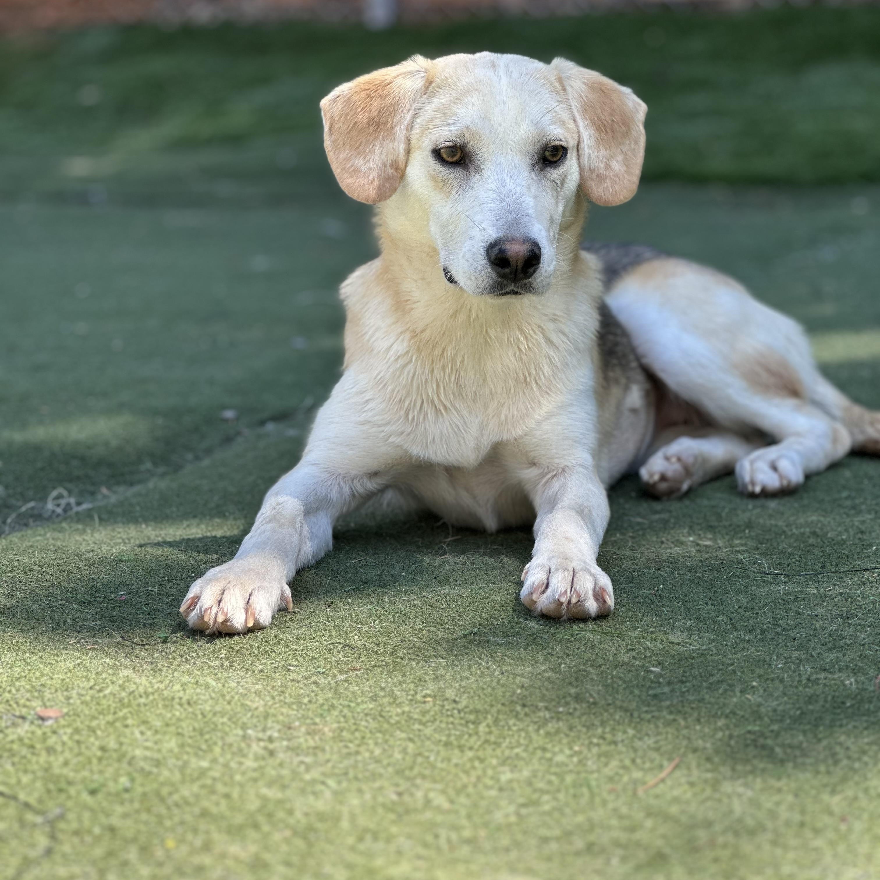 Prairie, a ADOPTABLE mixed breed in Charlotte, NC image 3/6