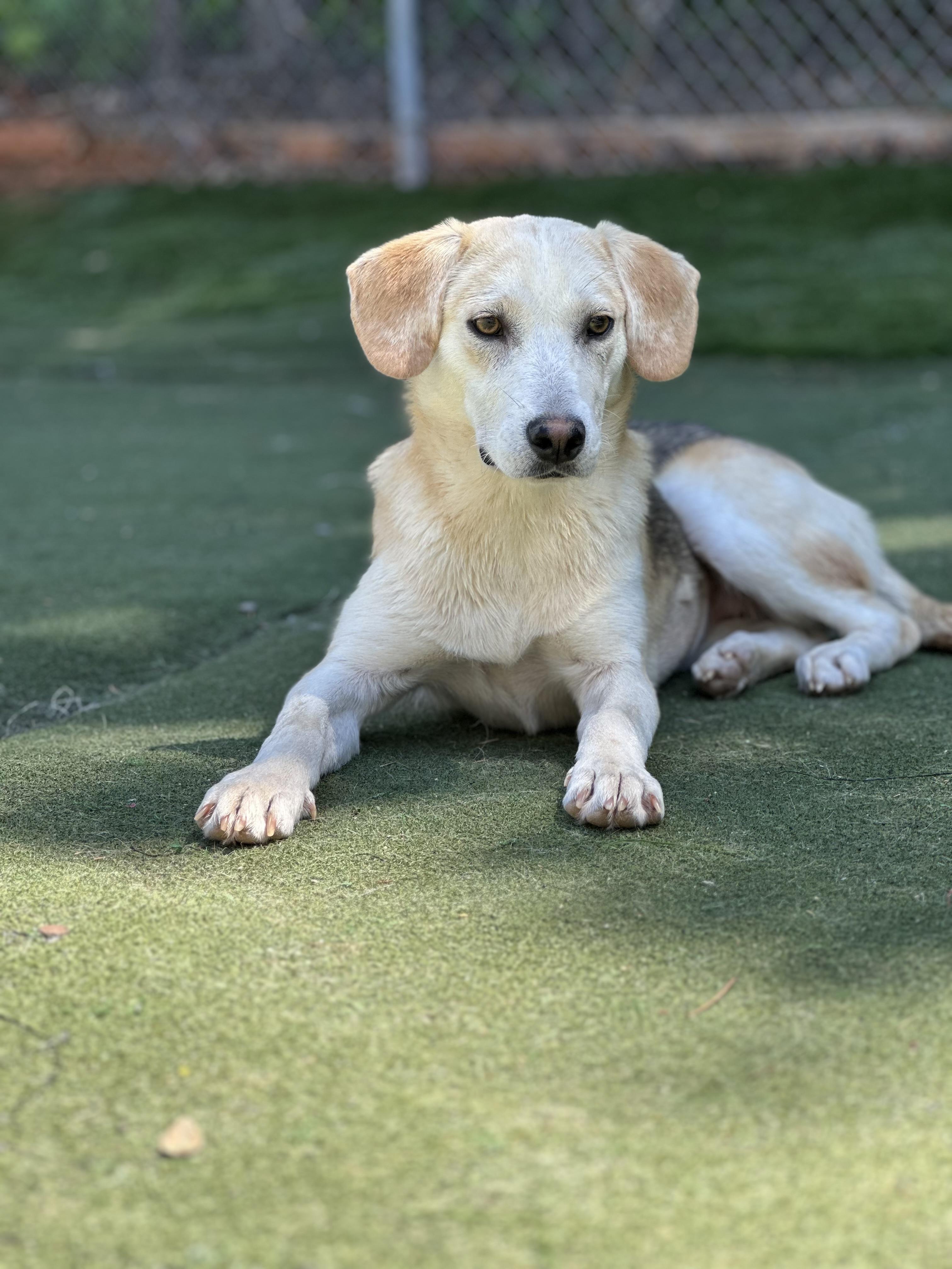 Enlarge Prairie, a ADOPTABLE mixed breed in Charlotte, NC image 4/6