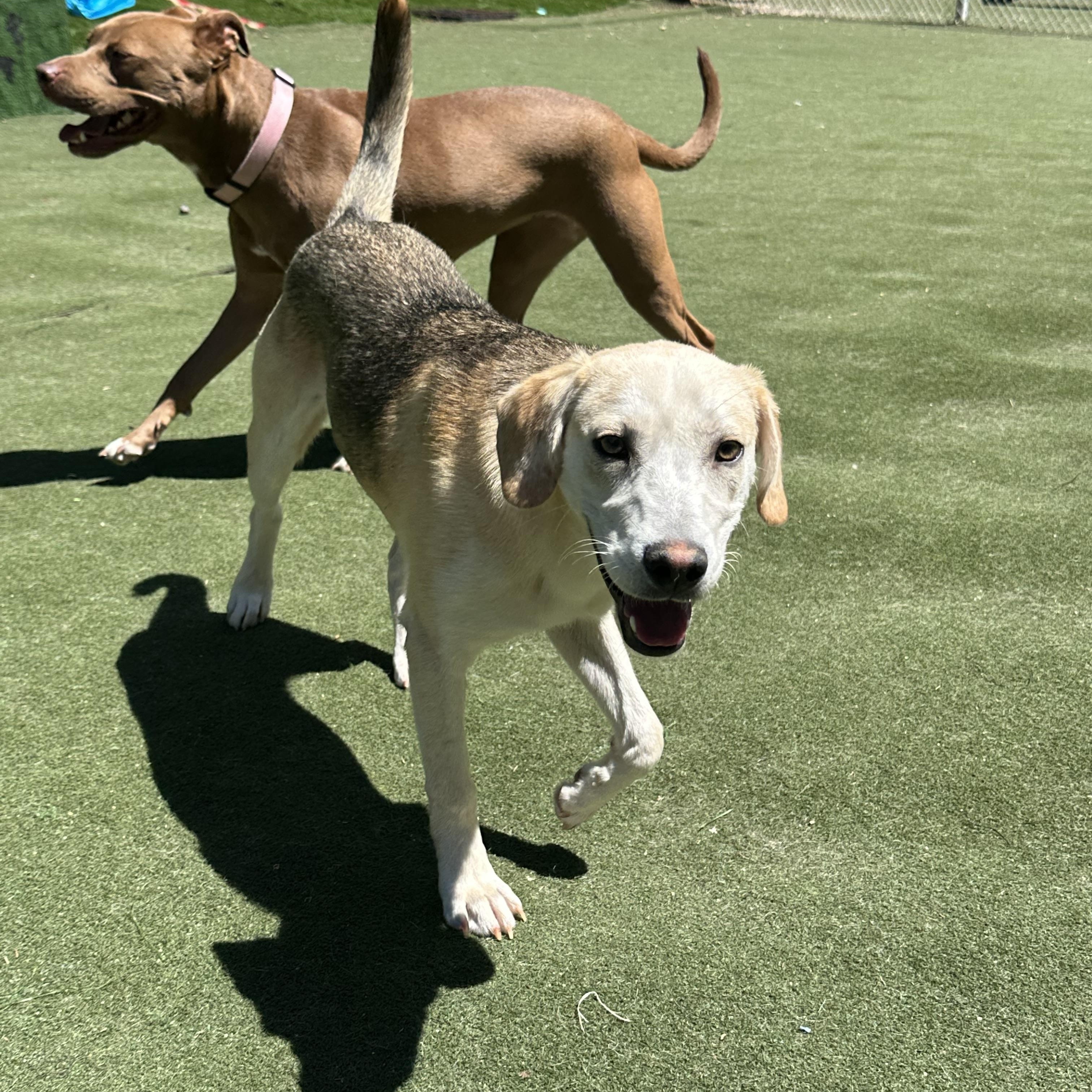 Enlarge Prairie, a ADOPTABLE mixed breed in Charlotte, NC image 6/6