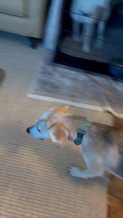 Enlarge Prairie, a Adoptable mixed breed in Charlotte, NC video 6/6