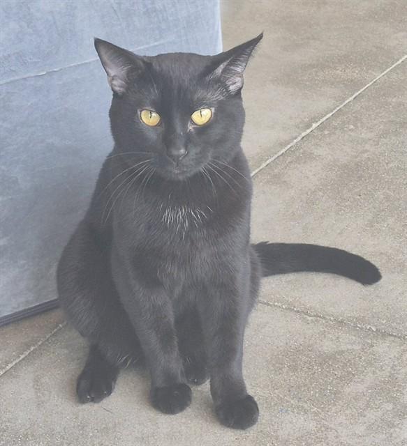 Enlarge CATSBY, a Adoptable Domestic Short Hair in Decatur, IL image 1/1