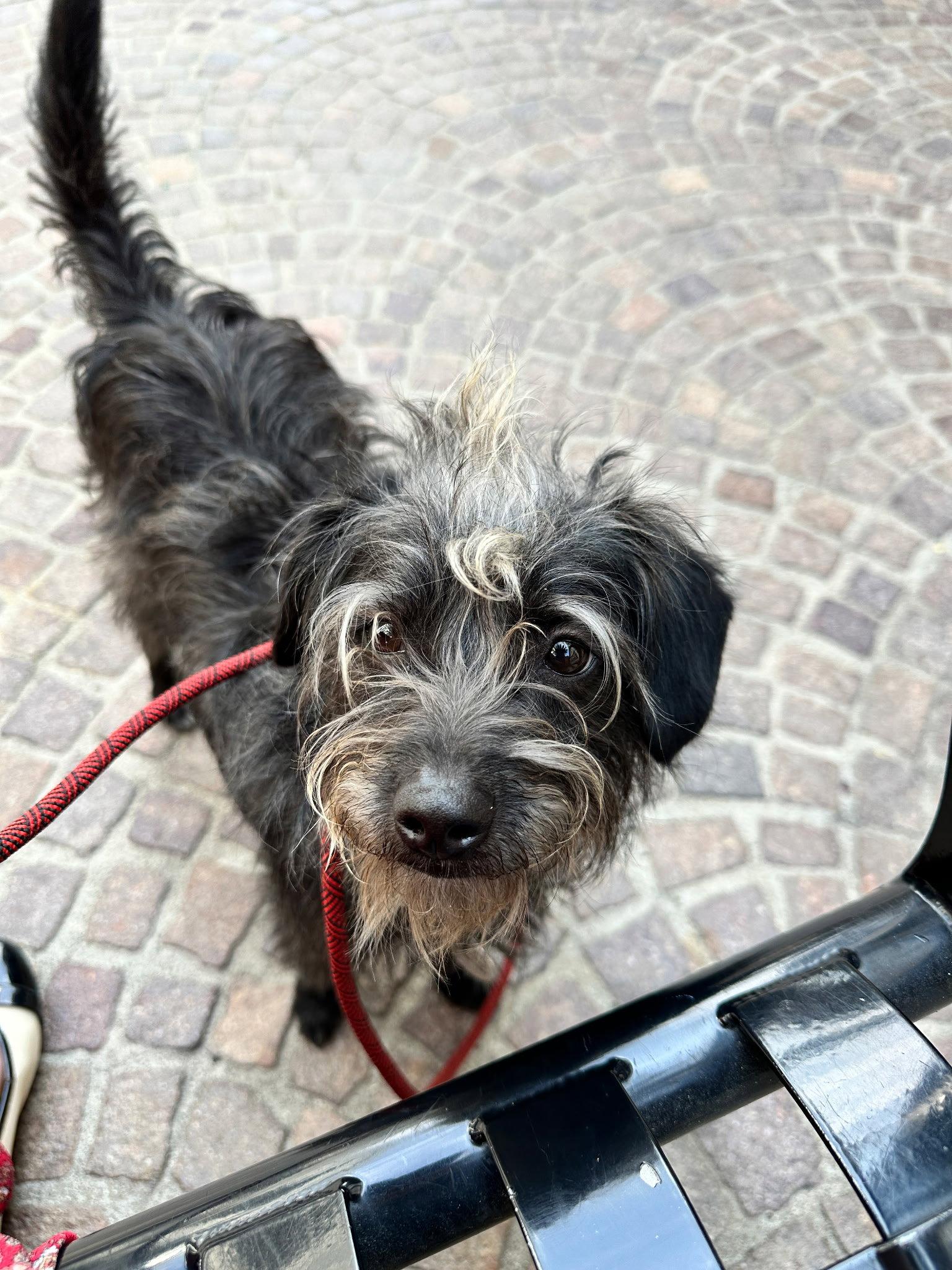 Duke, Adoptable, Young Male Terrier.