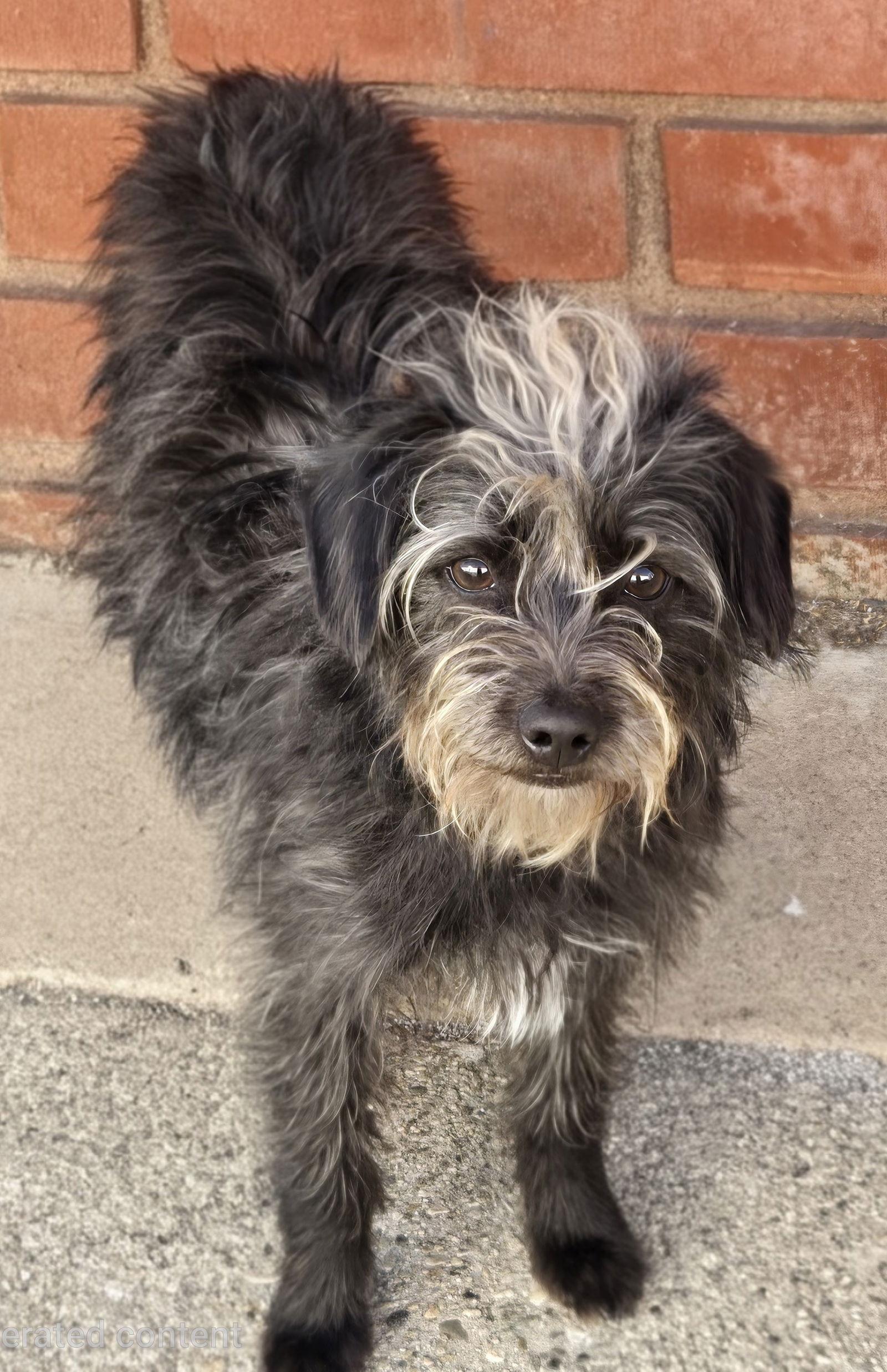 Duke, a Adoptable Terrier in Los Angeles, CA image 1/2