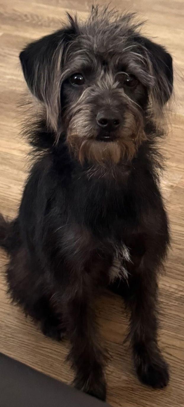 Duke, a Adoptable Terrier in Los Angeles, CA image 2/2