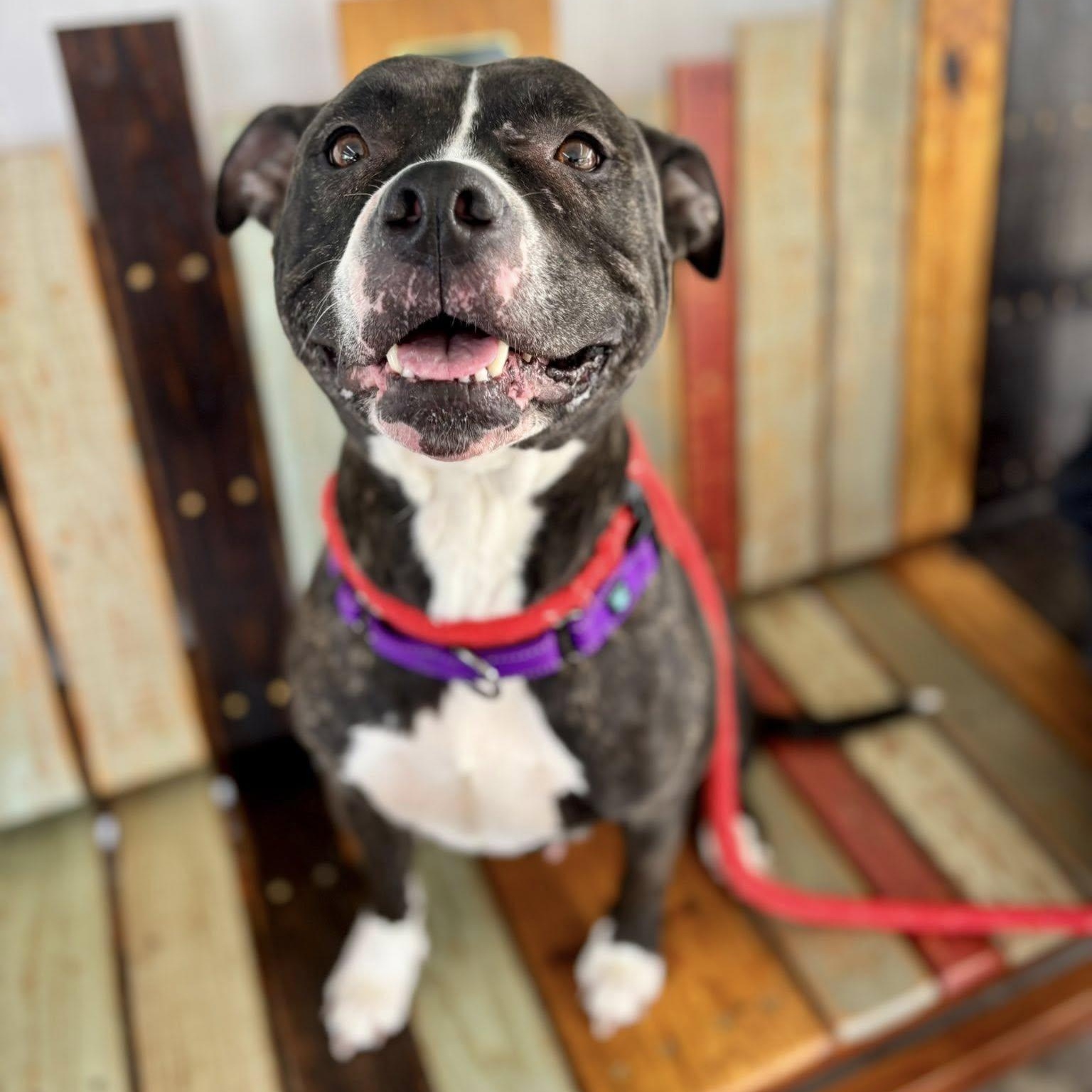 Nova, a ADOPTABLE Terrier in North Syracuse, NY image 3/5