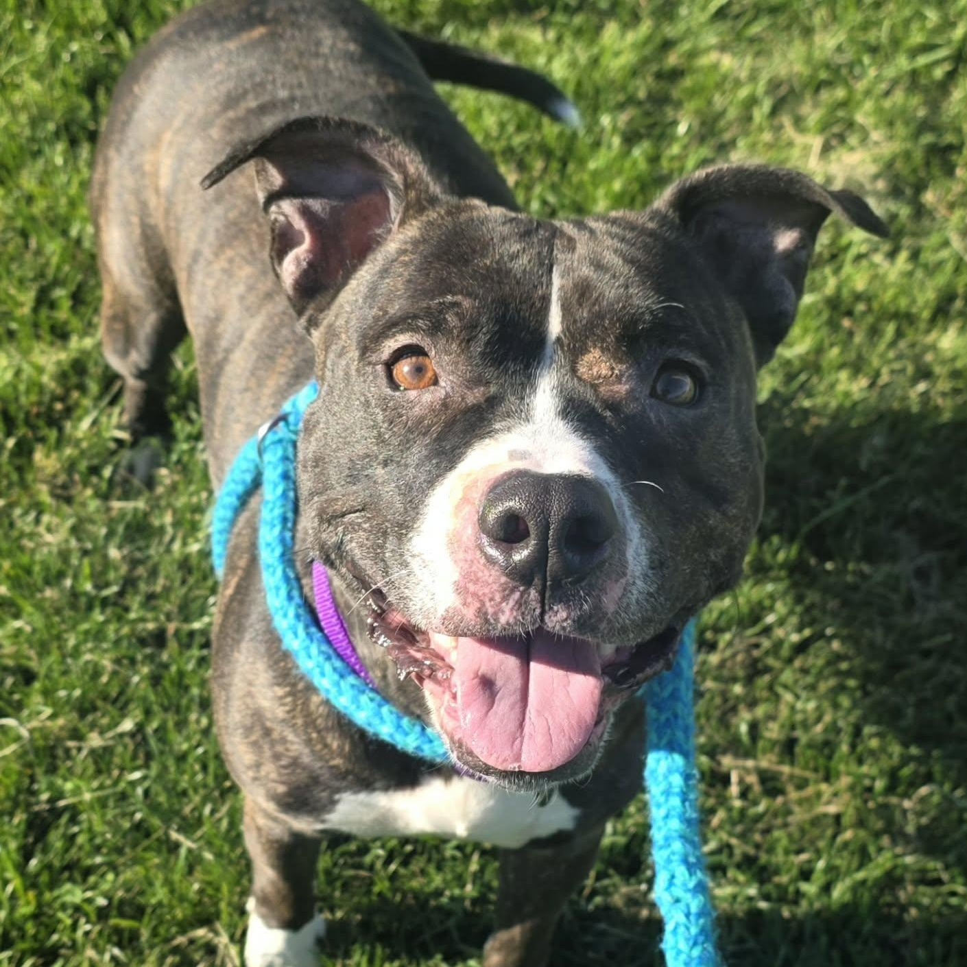 Nova, a ADOPTABLE Terrier in North Syracuse, NY image 2/5