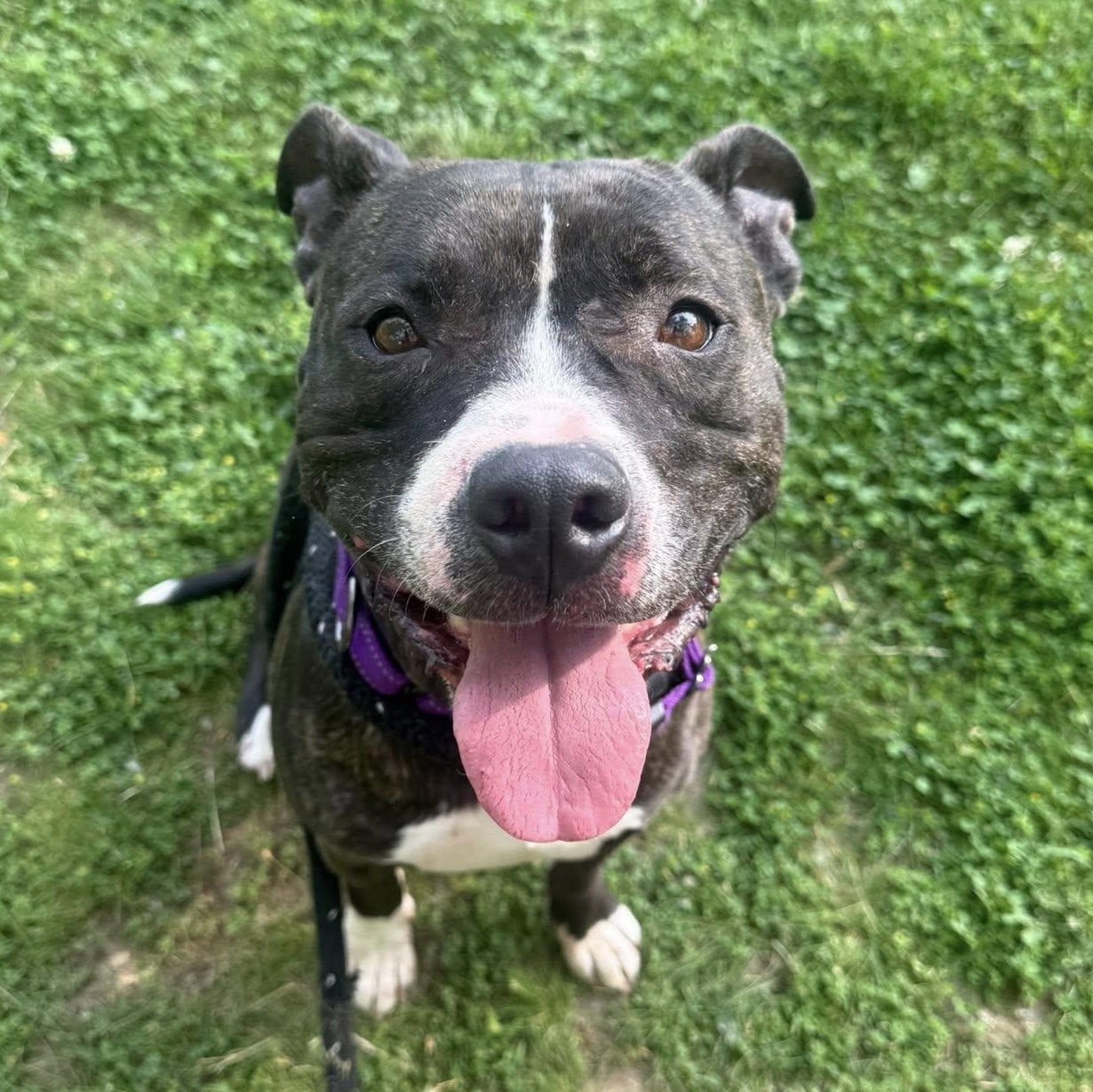 Nova, a ADOPTABLE Terrier in North Syracuse, NY image 5/5