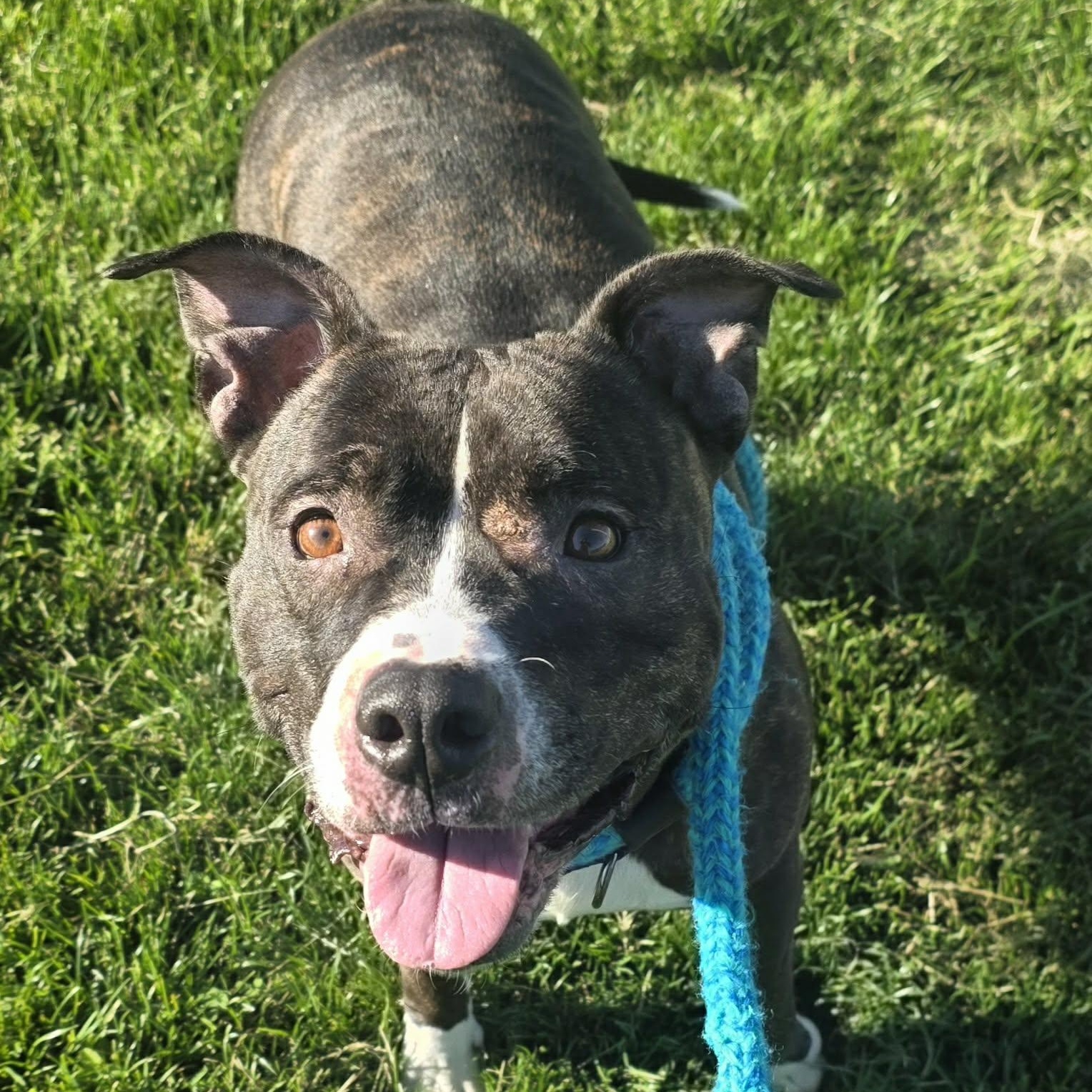 Nova, a ADOPTABLE Terrier in North Syracuse, NY image 4/5